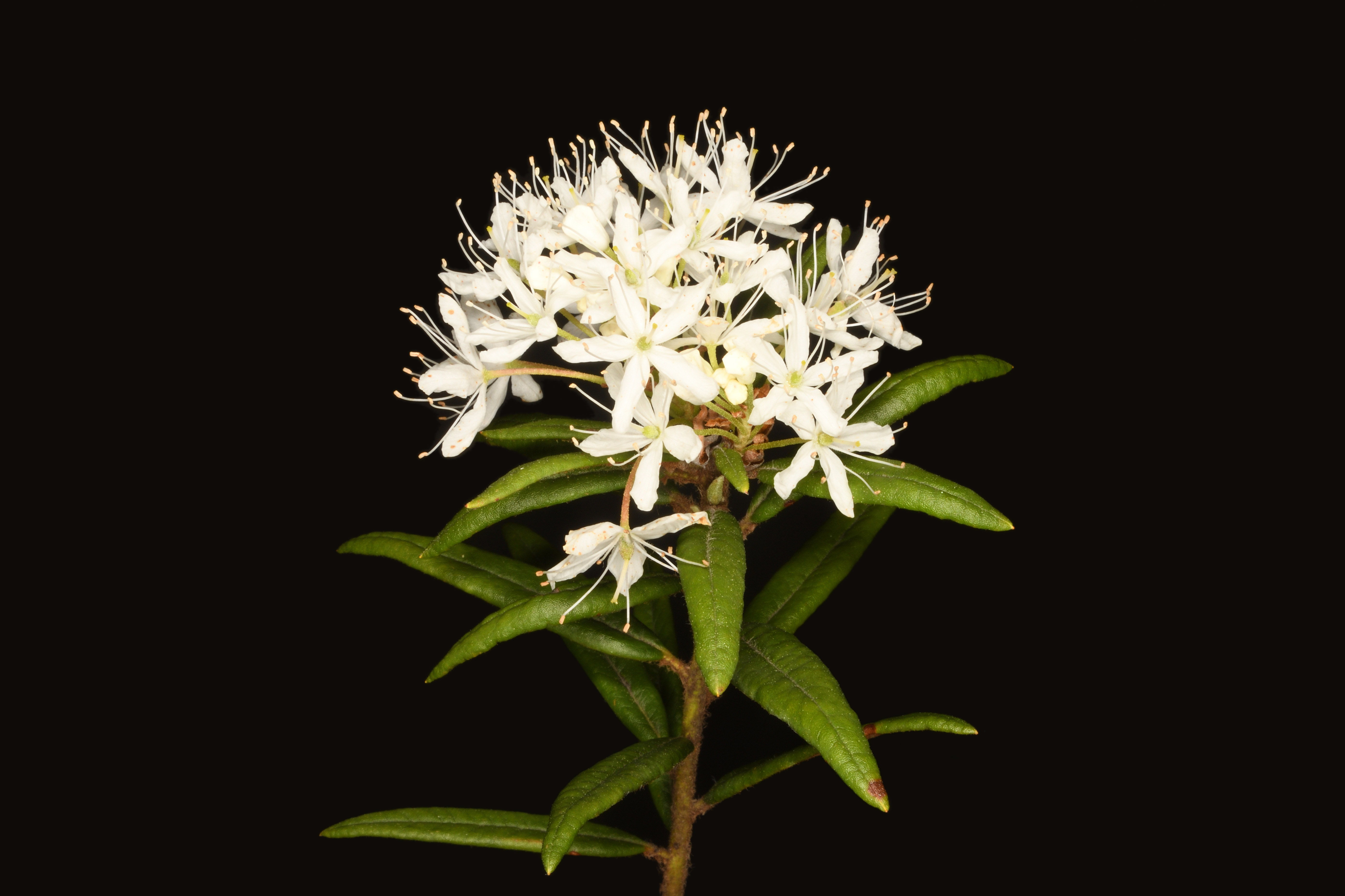 カラフトイソツツジ | Ledum palustre subsp. diversipilosum var. diversipilosum