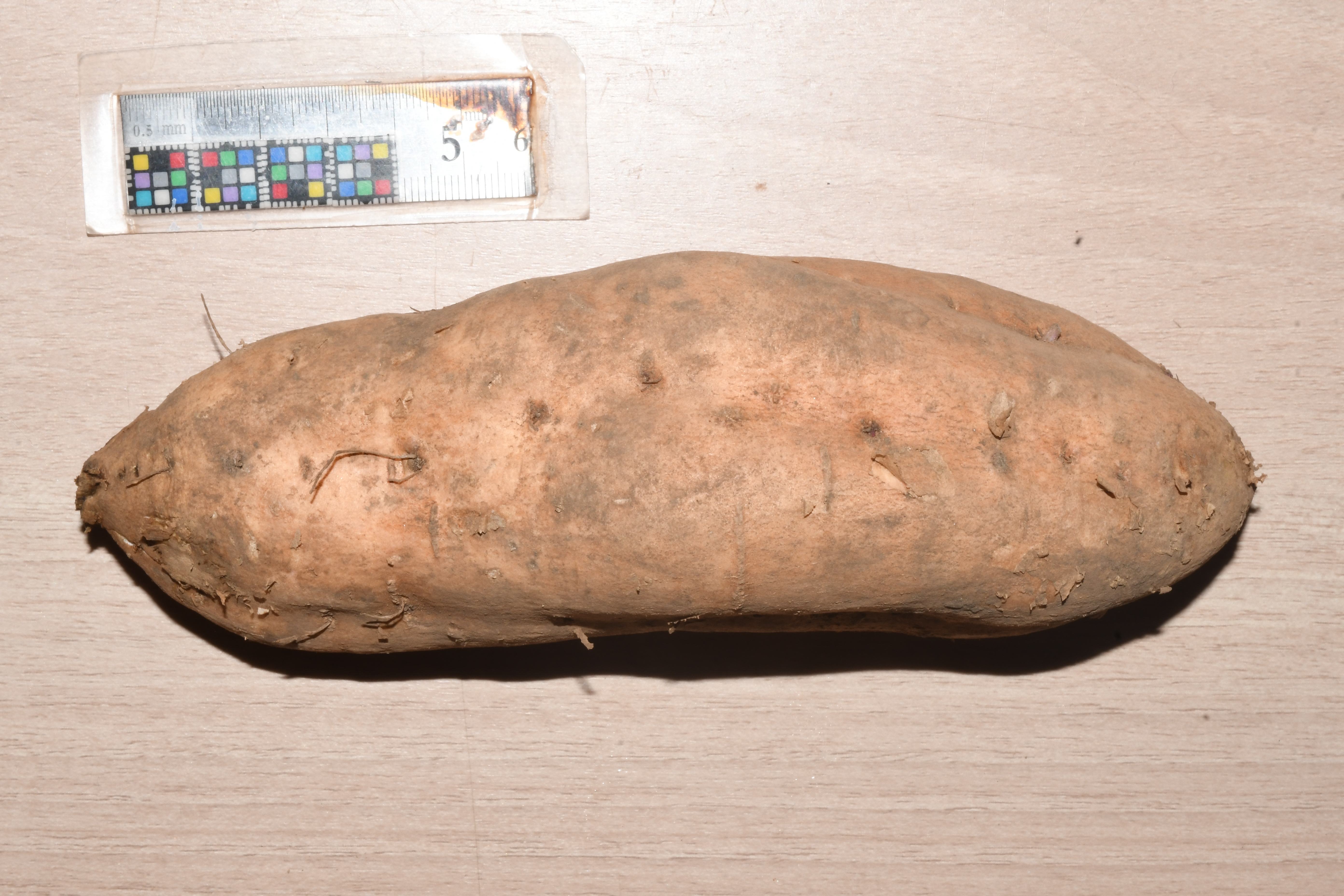 サツマイモ | Ipomoea batatas