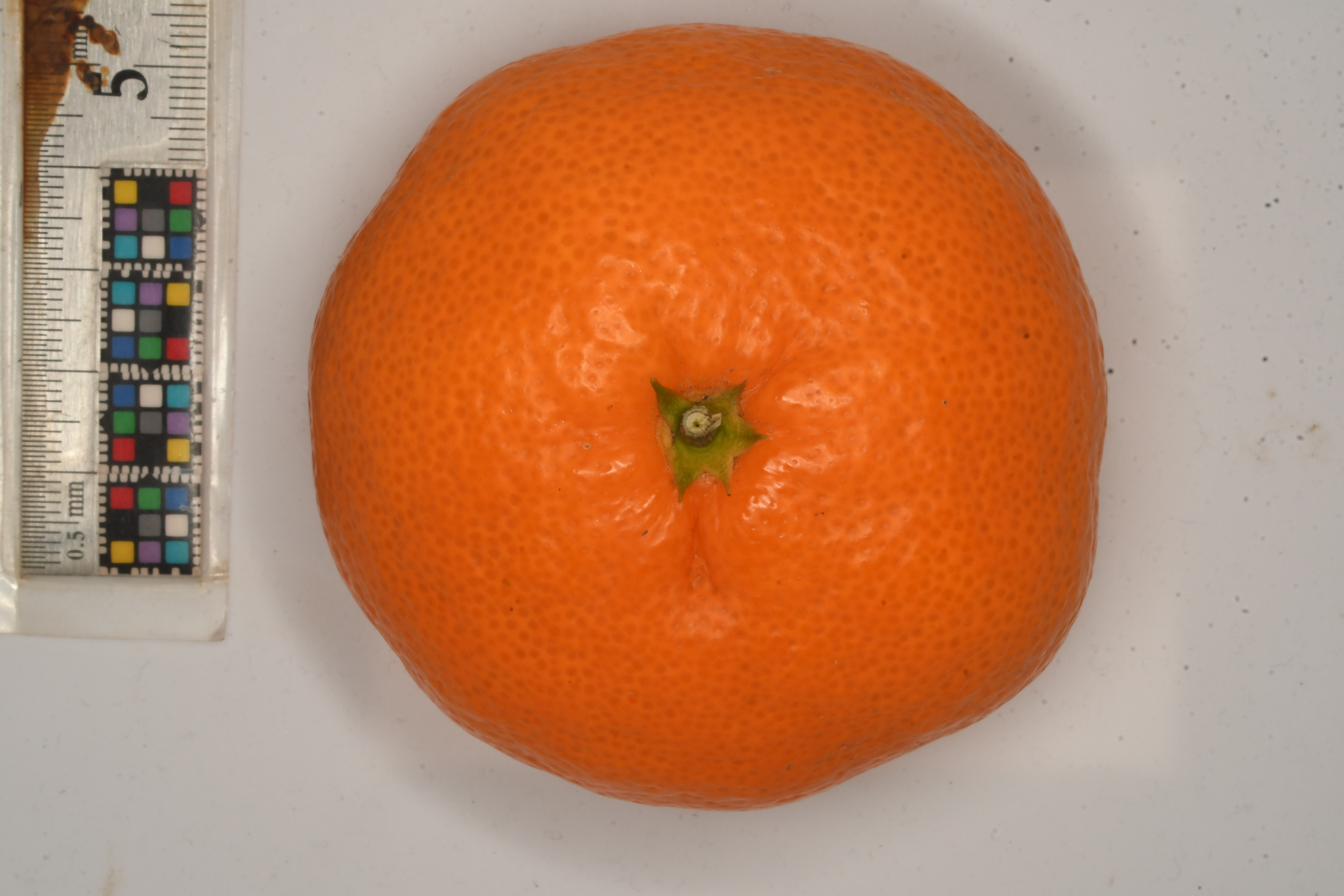 ウンシュウミカン | Citrus unshiu