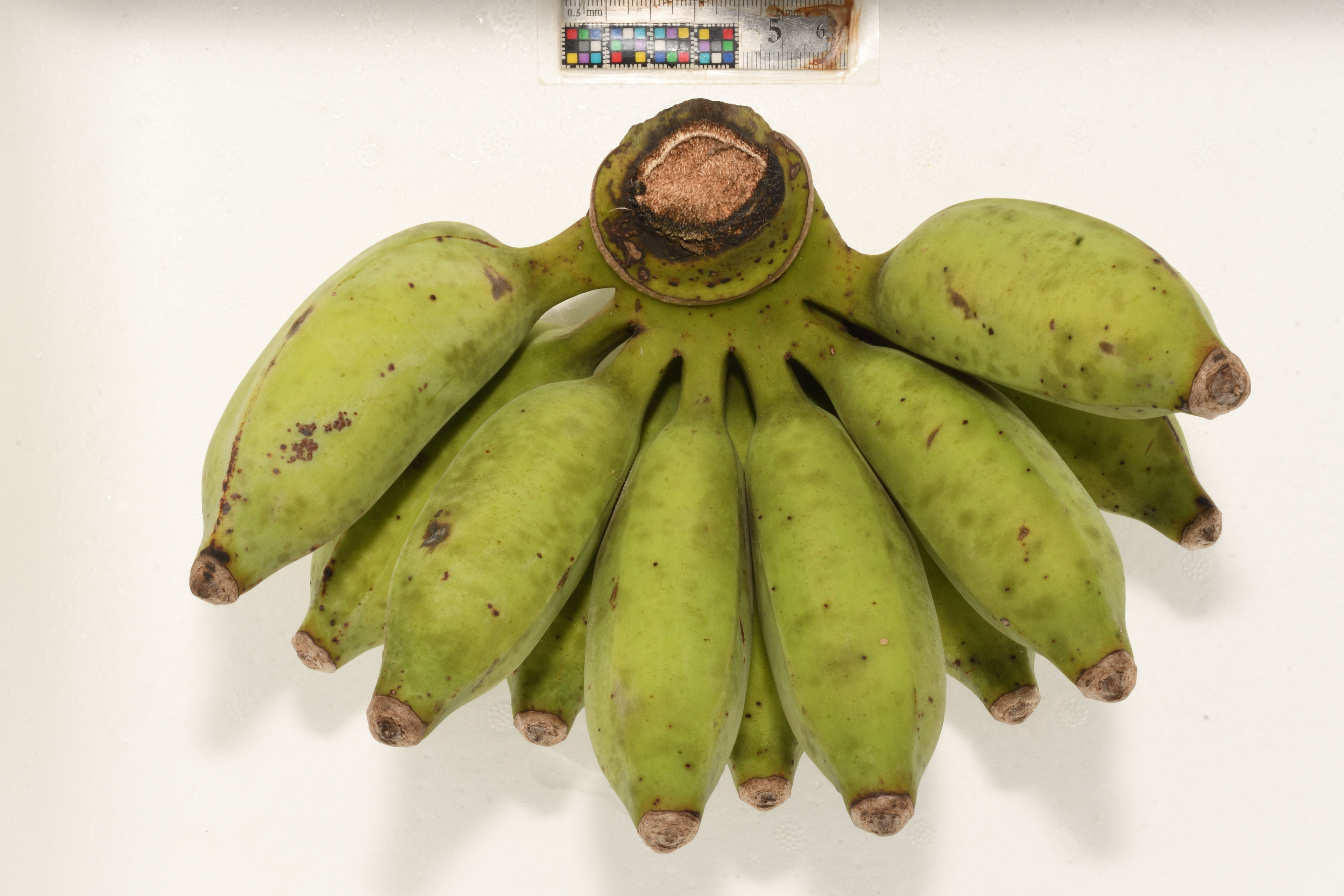 バナナ | Musa x paradisiaca