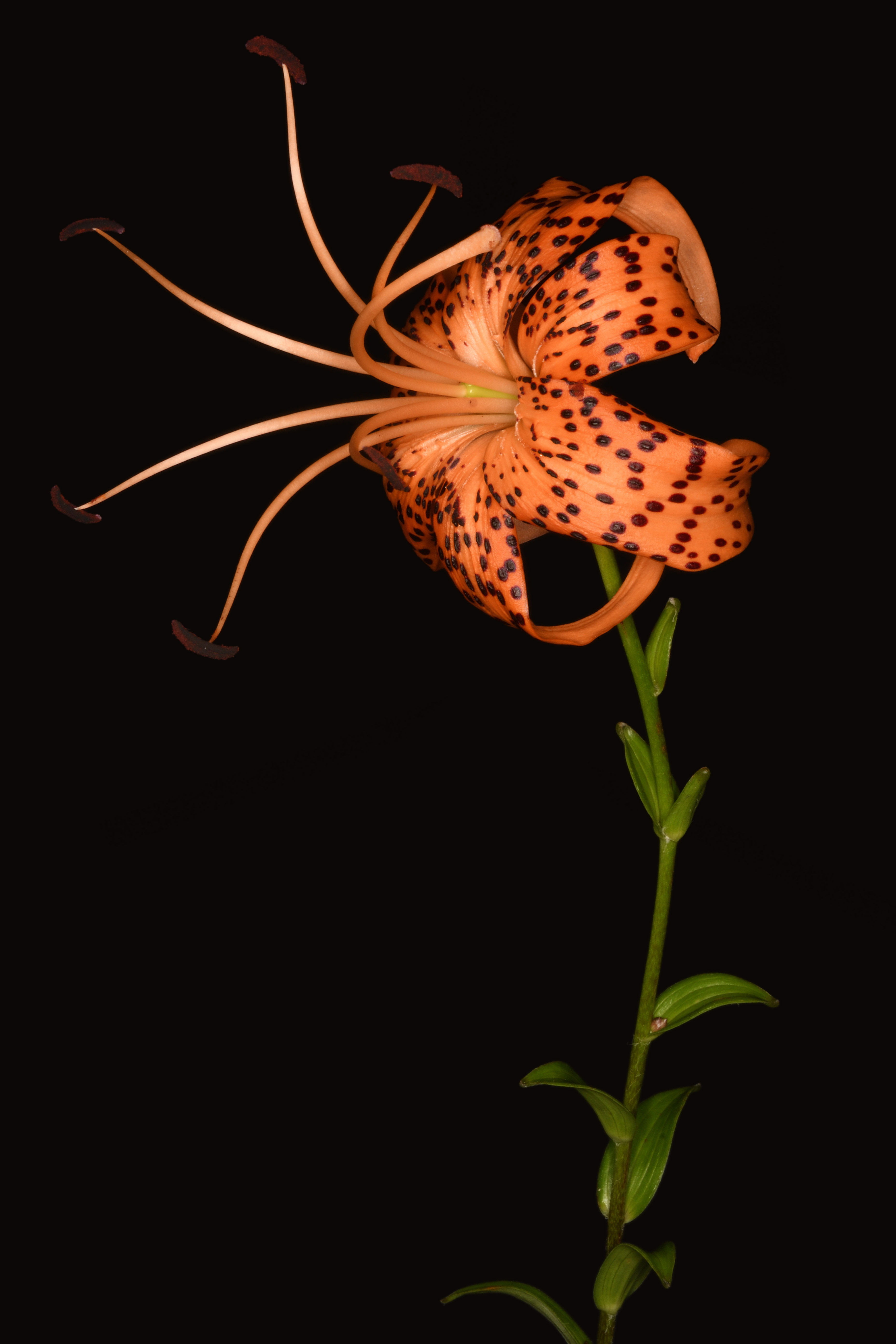 オニユリ | Lilium lancifolium