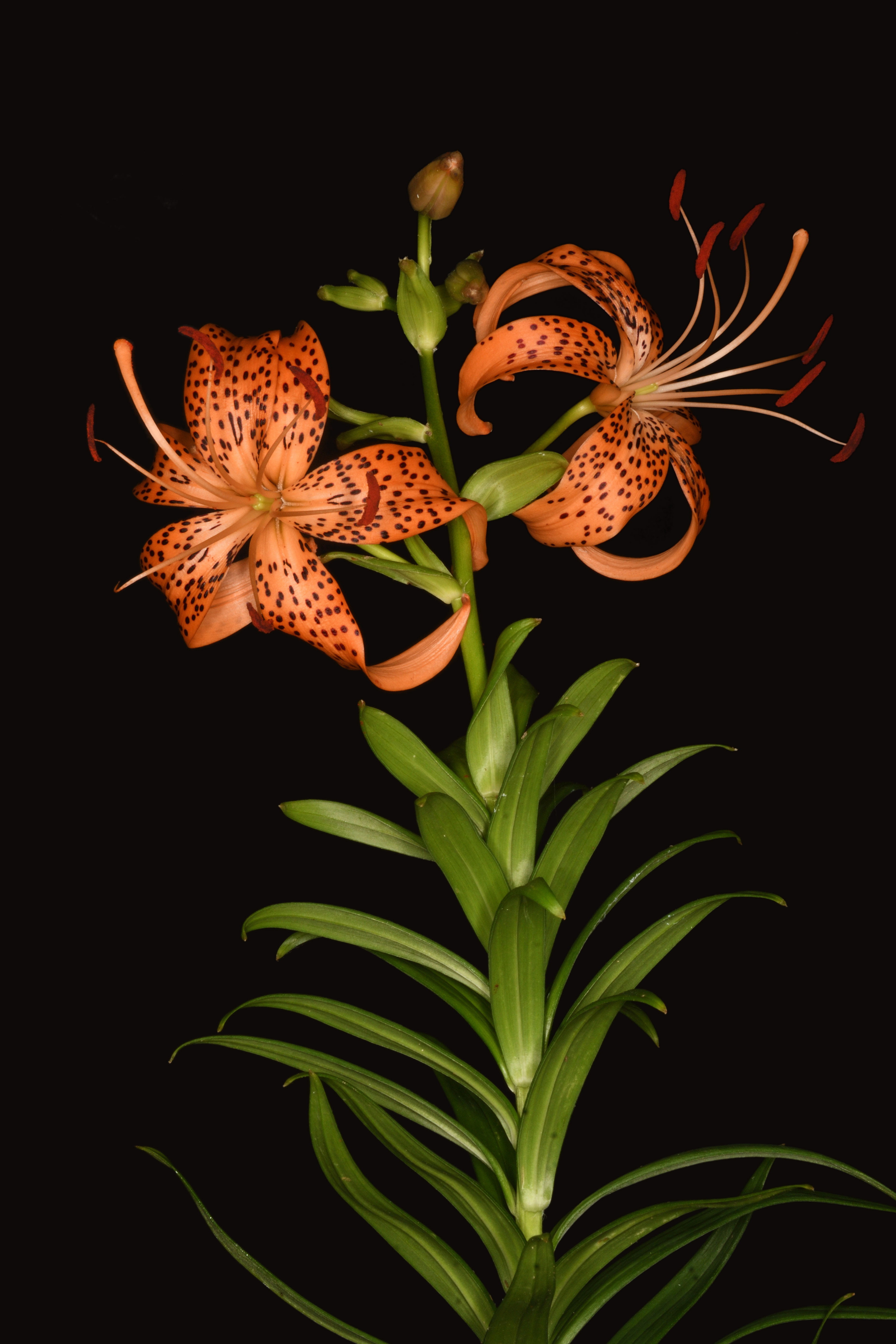 コオニユリ | Lilium leichtlinii f. pseudotigrinum