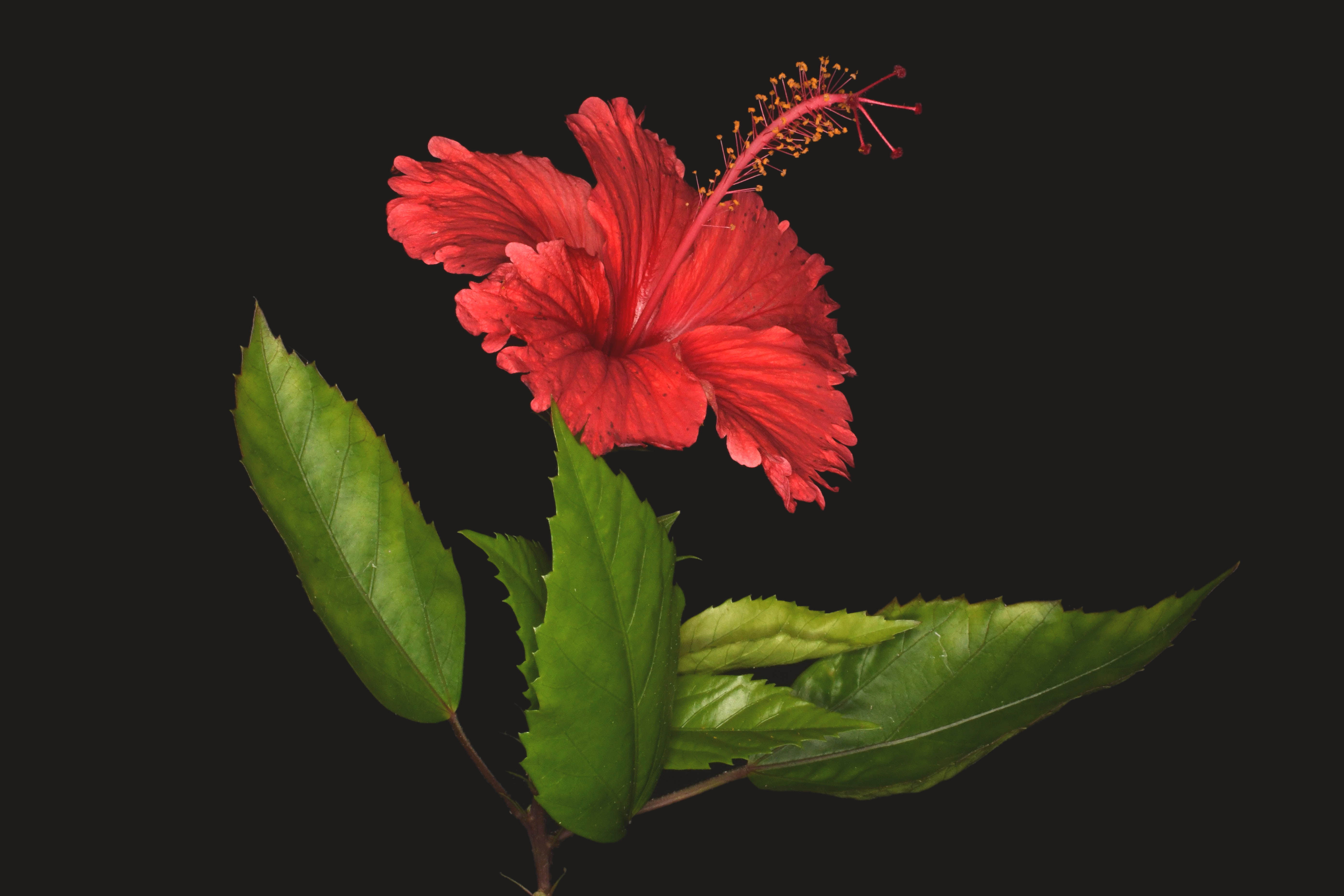 ハイビスカス | Hibiscus cv.