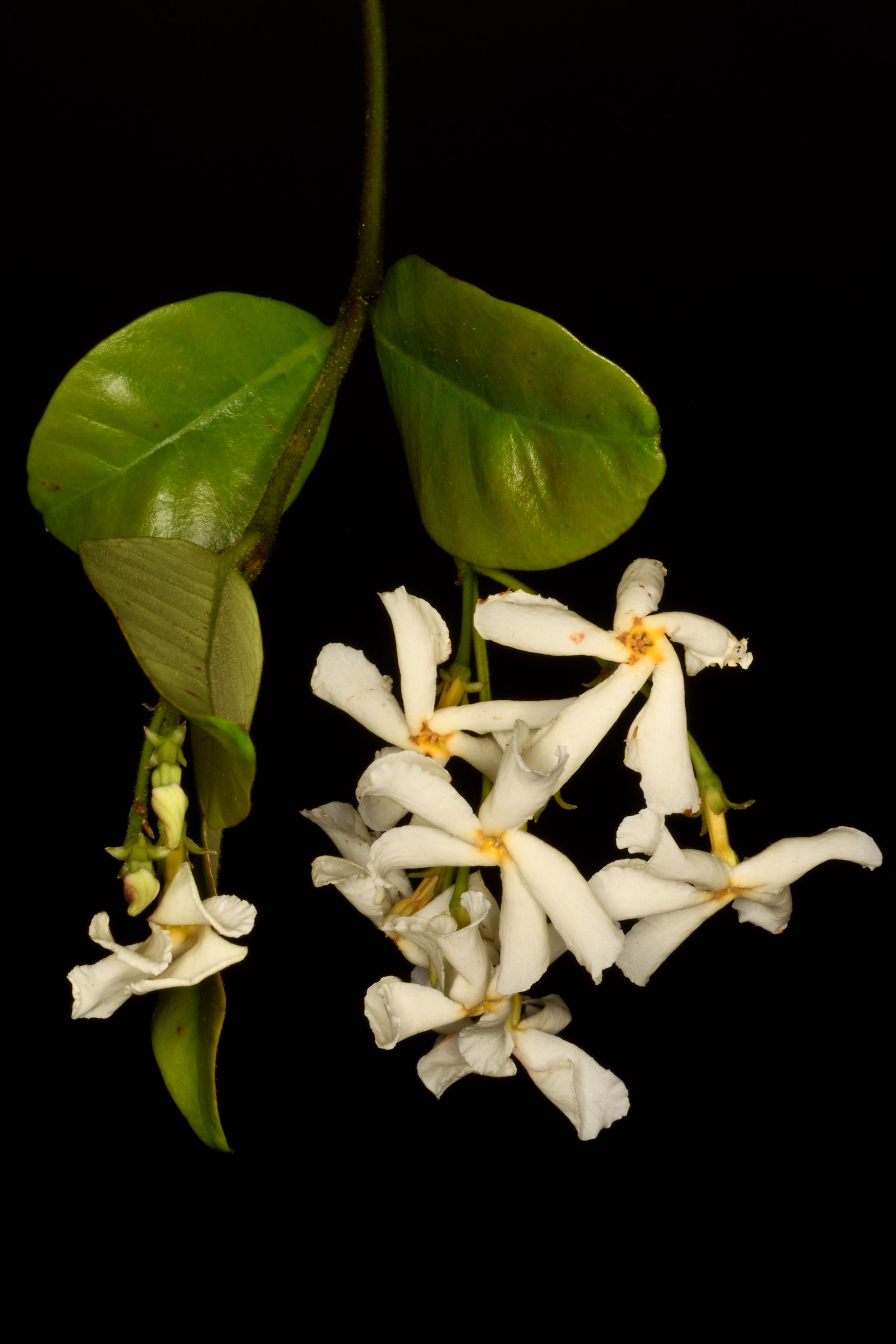 ケテイカカズラ | Trachelospermum jasminoides var. pubescens