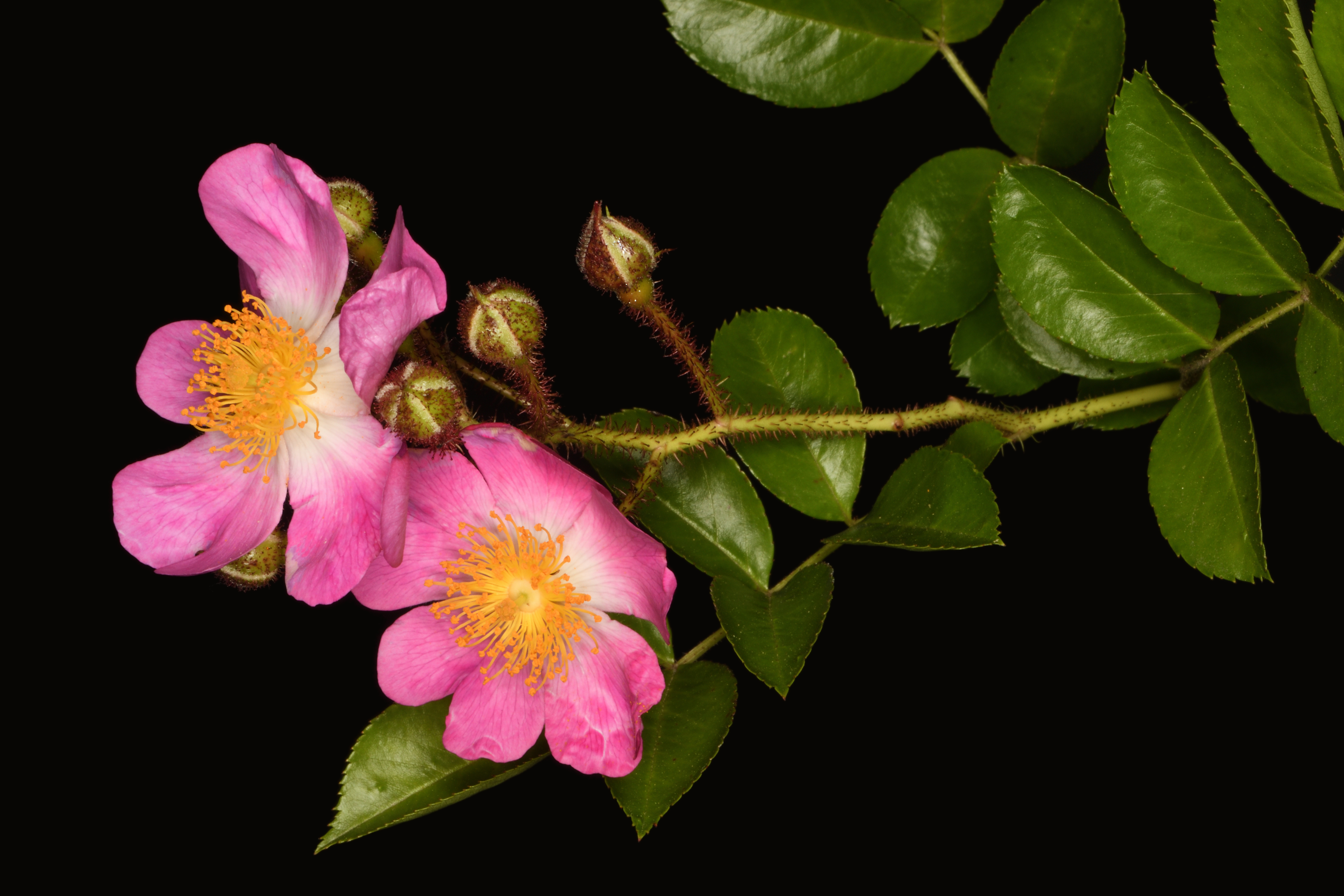 ツクシイバラ | Rosa multiflora var. adenochaeta