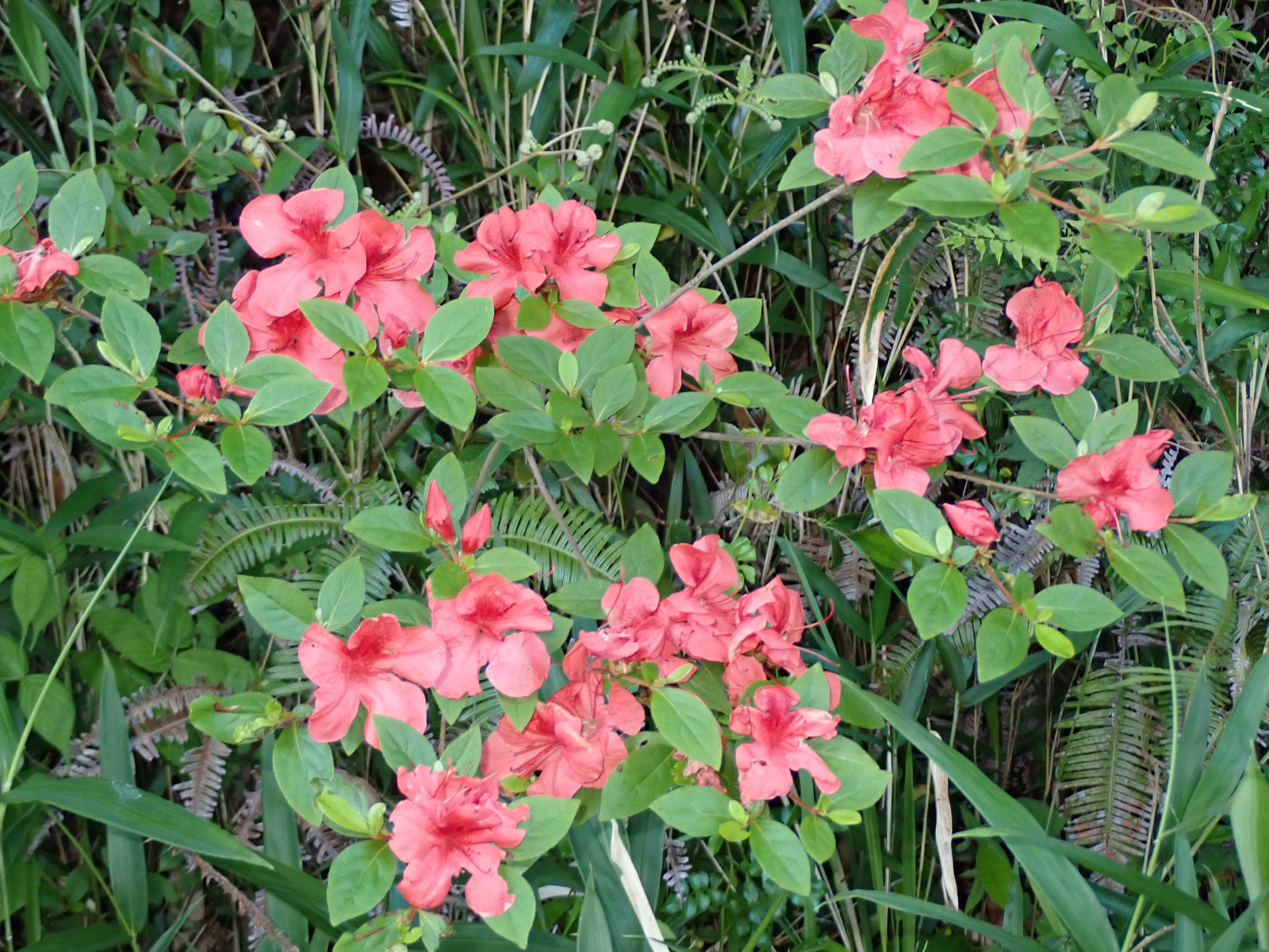 ヤマツツジ | Rhododendron kaempferi var. kaempferi