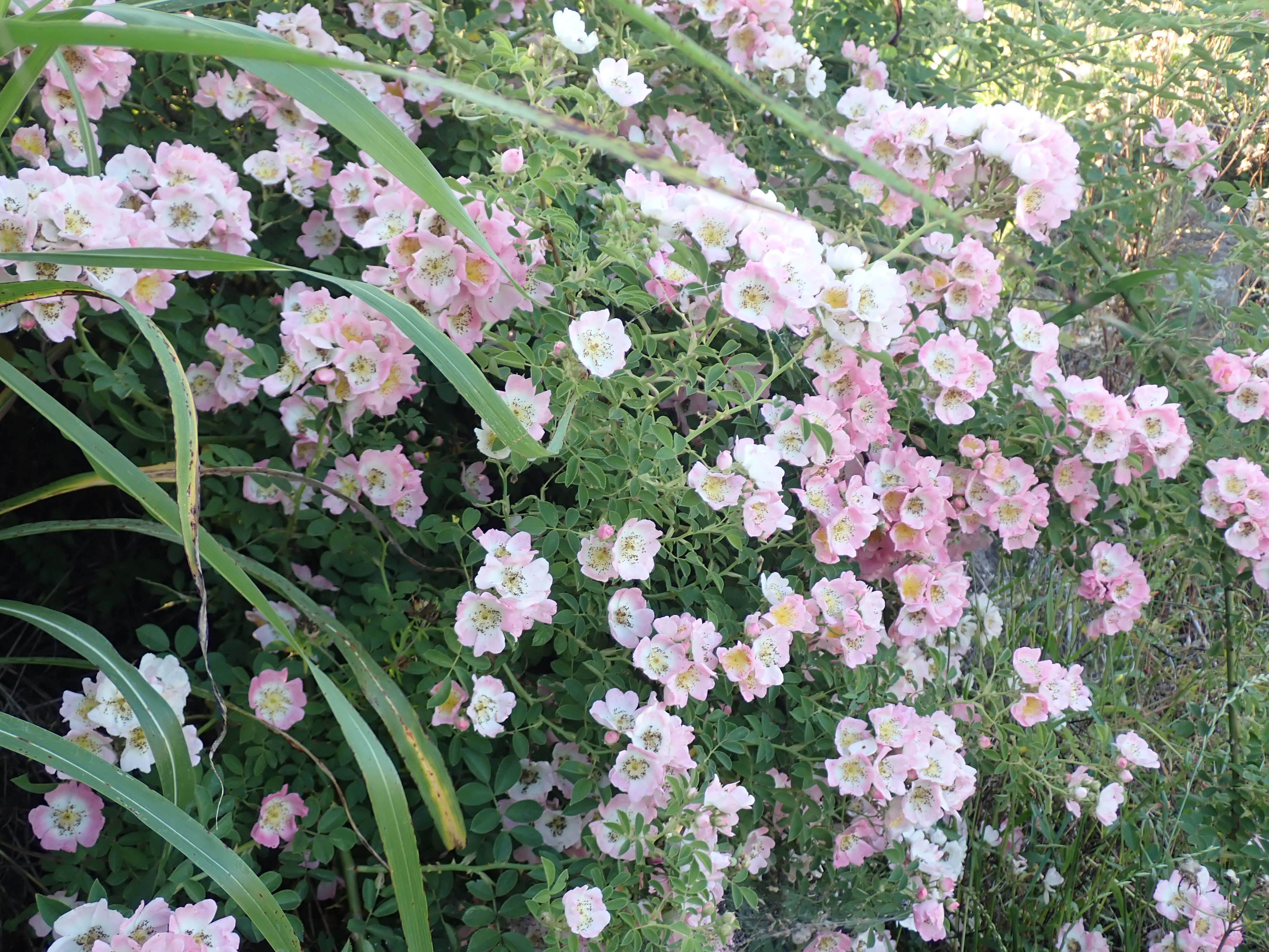 ツクシイバラ | Rosa multiflora var. adenochaeta