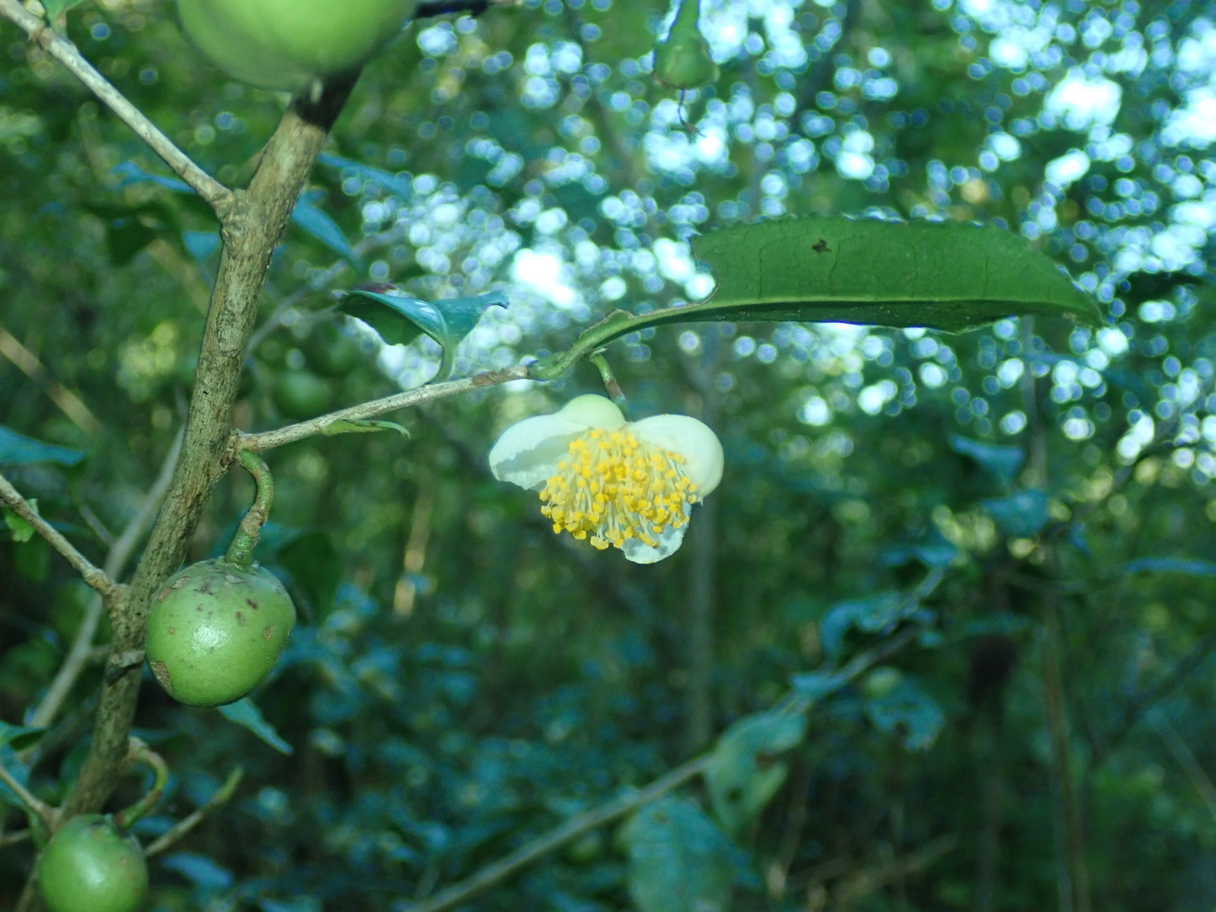 チャノキ | Camellia sinensis
