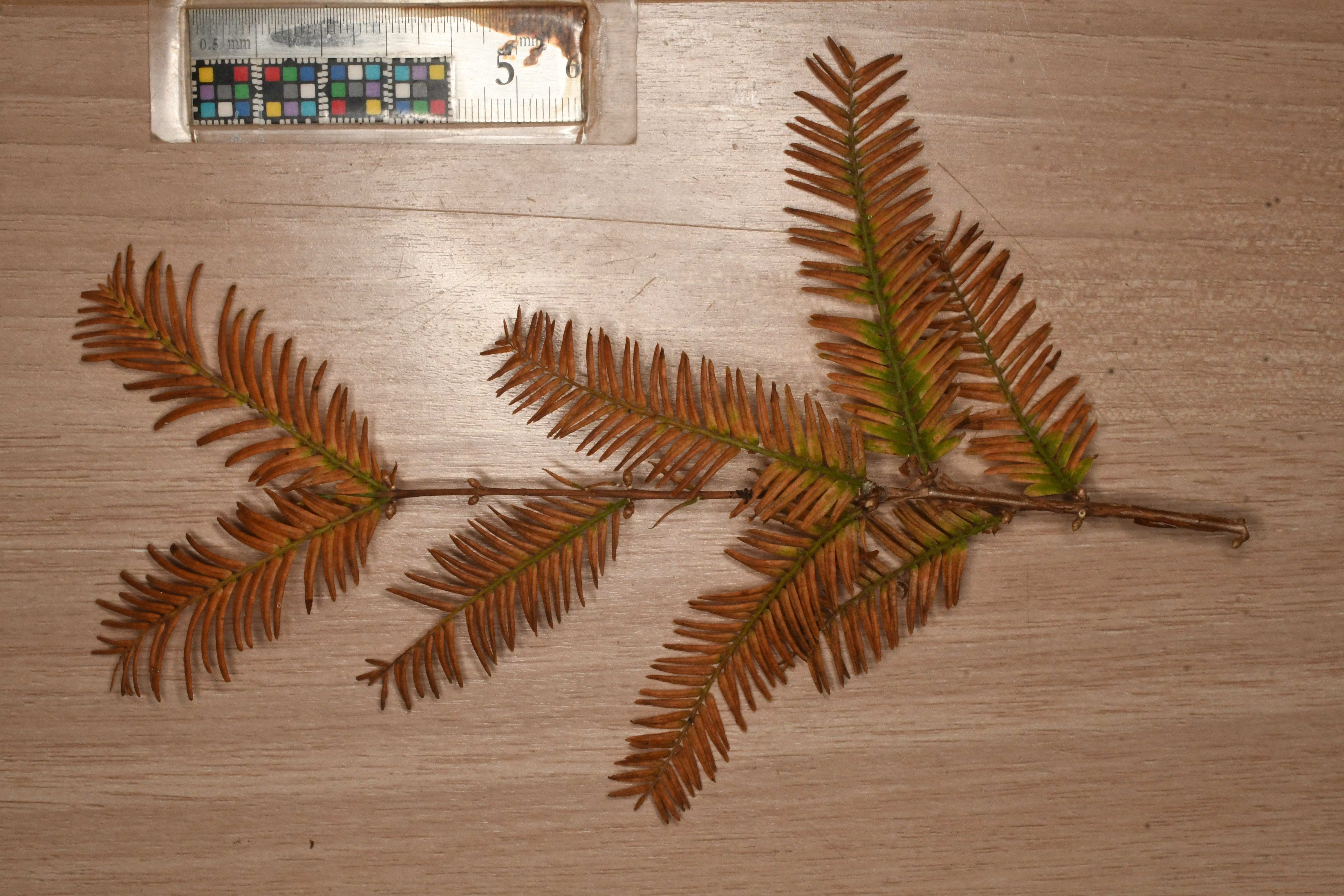 メタセコイア | Metasequoia glyptostroboides