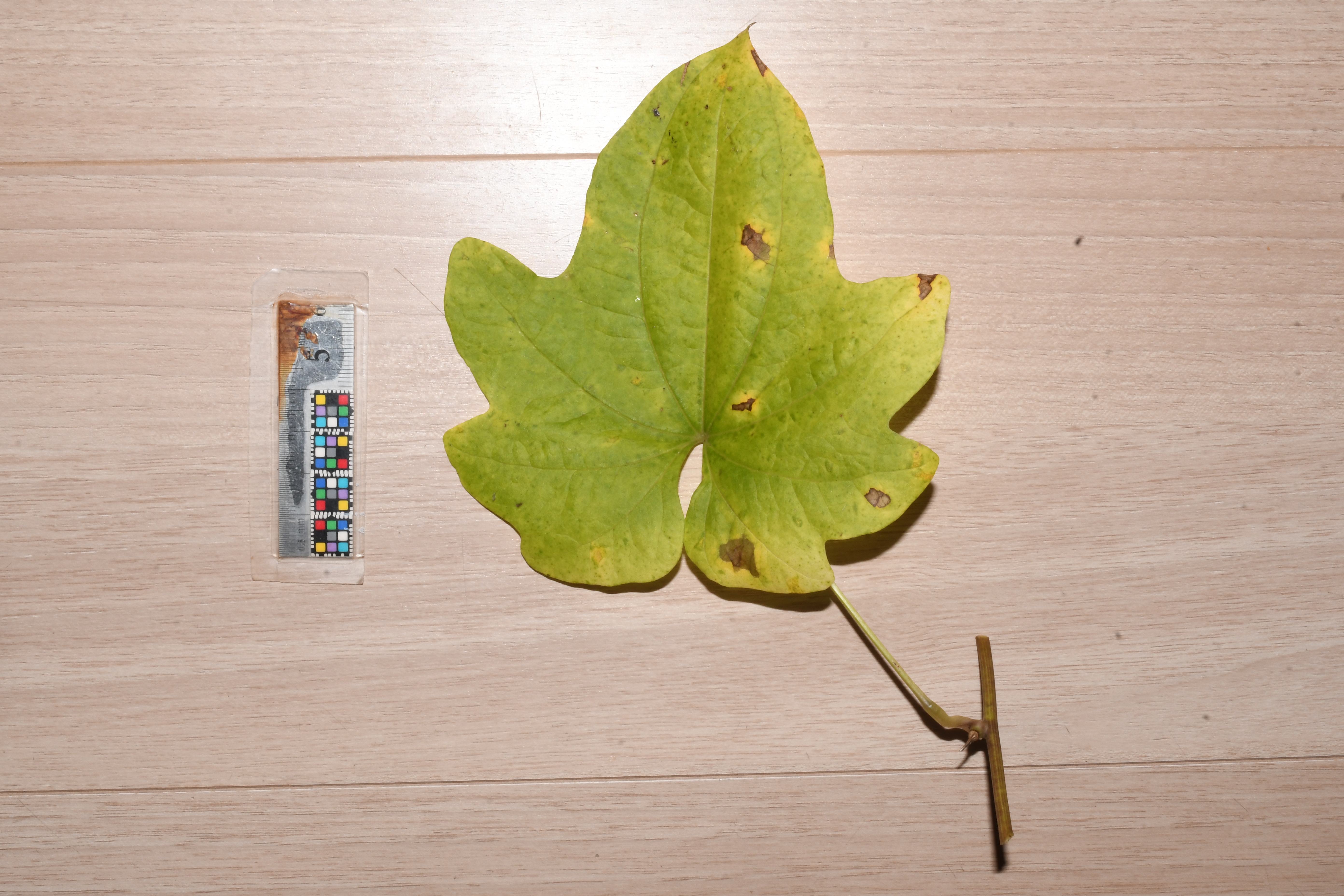 カエデドコロ | Dioscorea quinquelobata