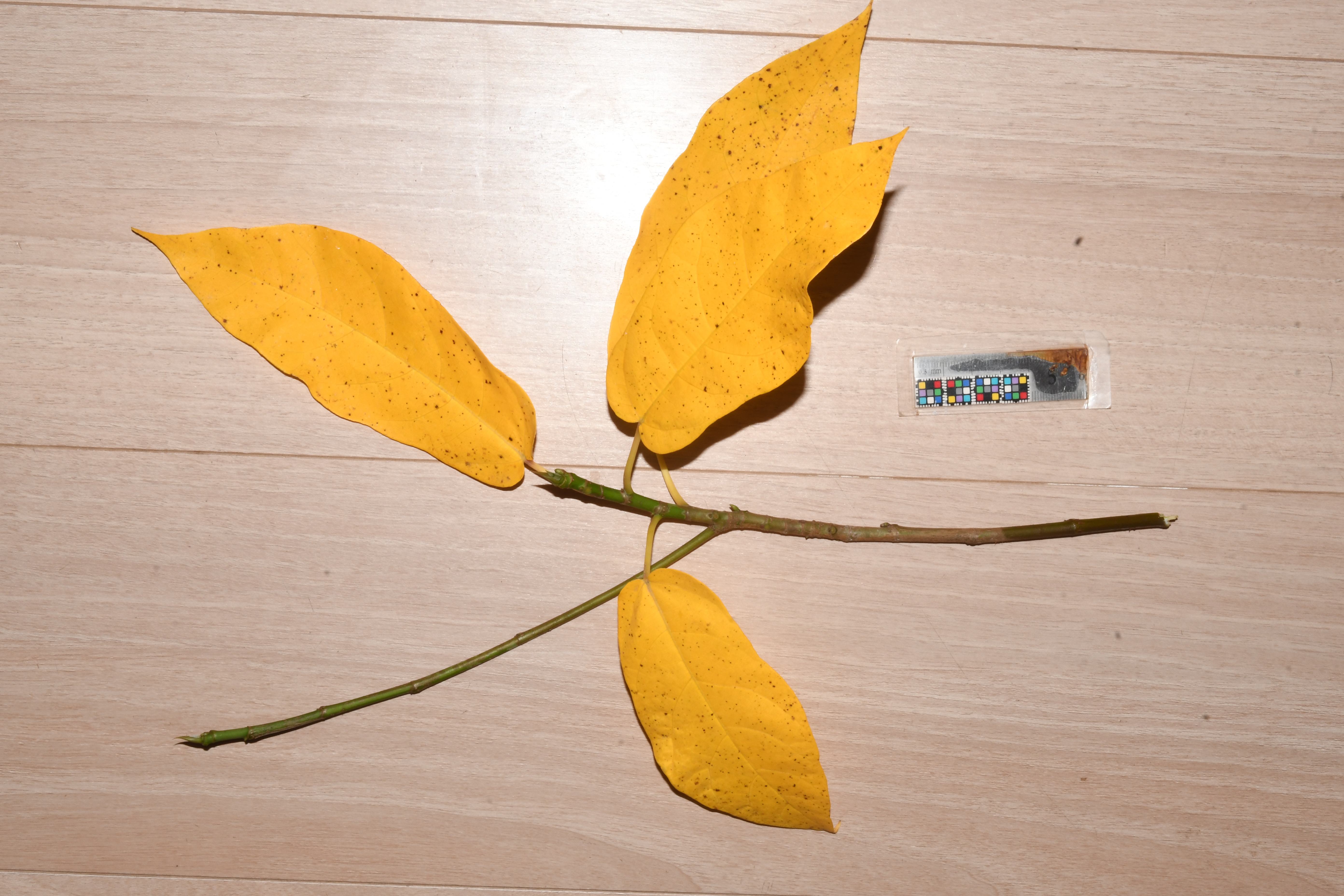イヌビワ | Ficus erecta