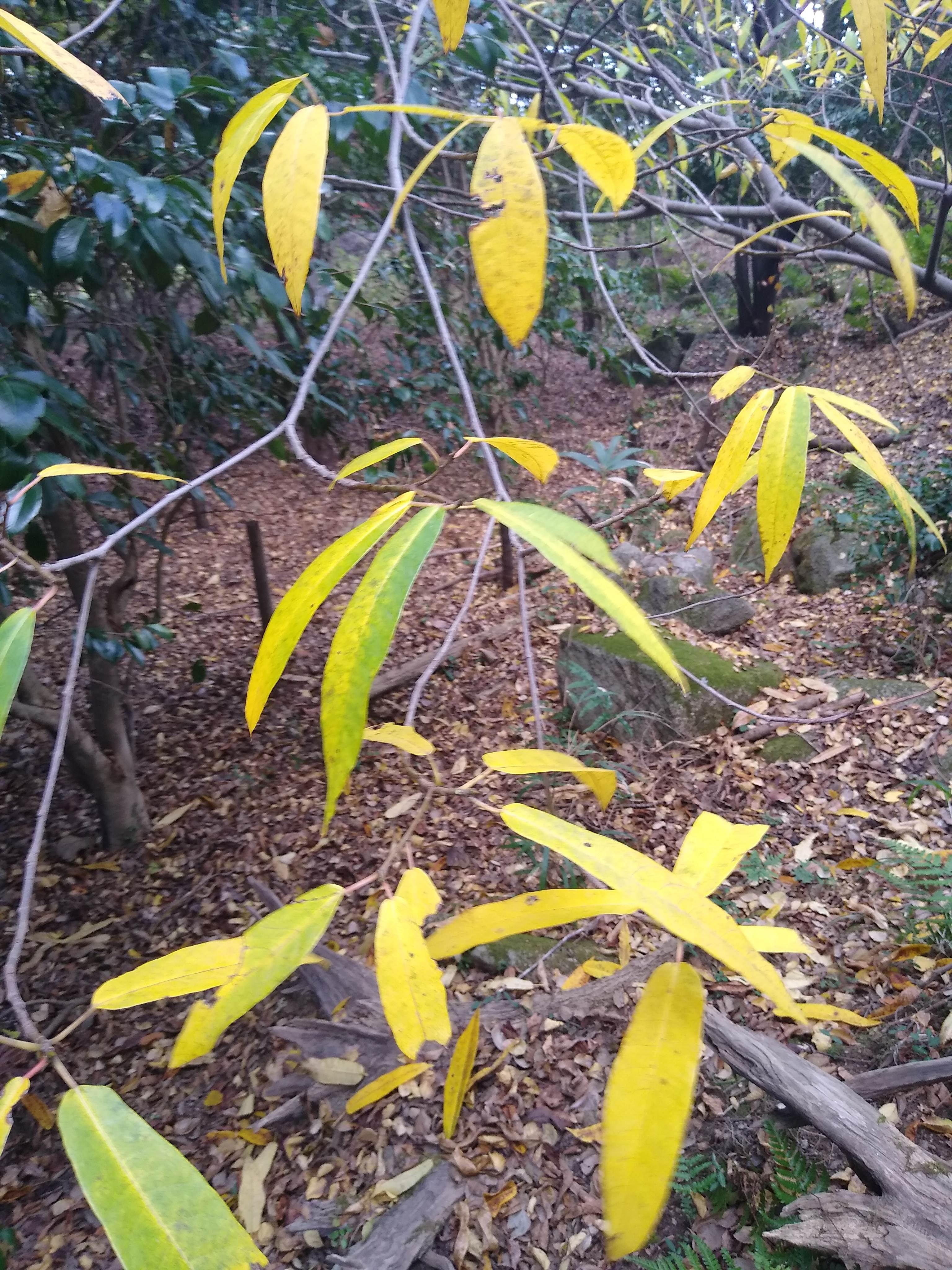 イヌビワ | Ficus erecta