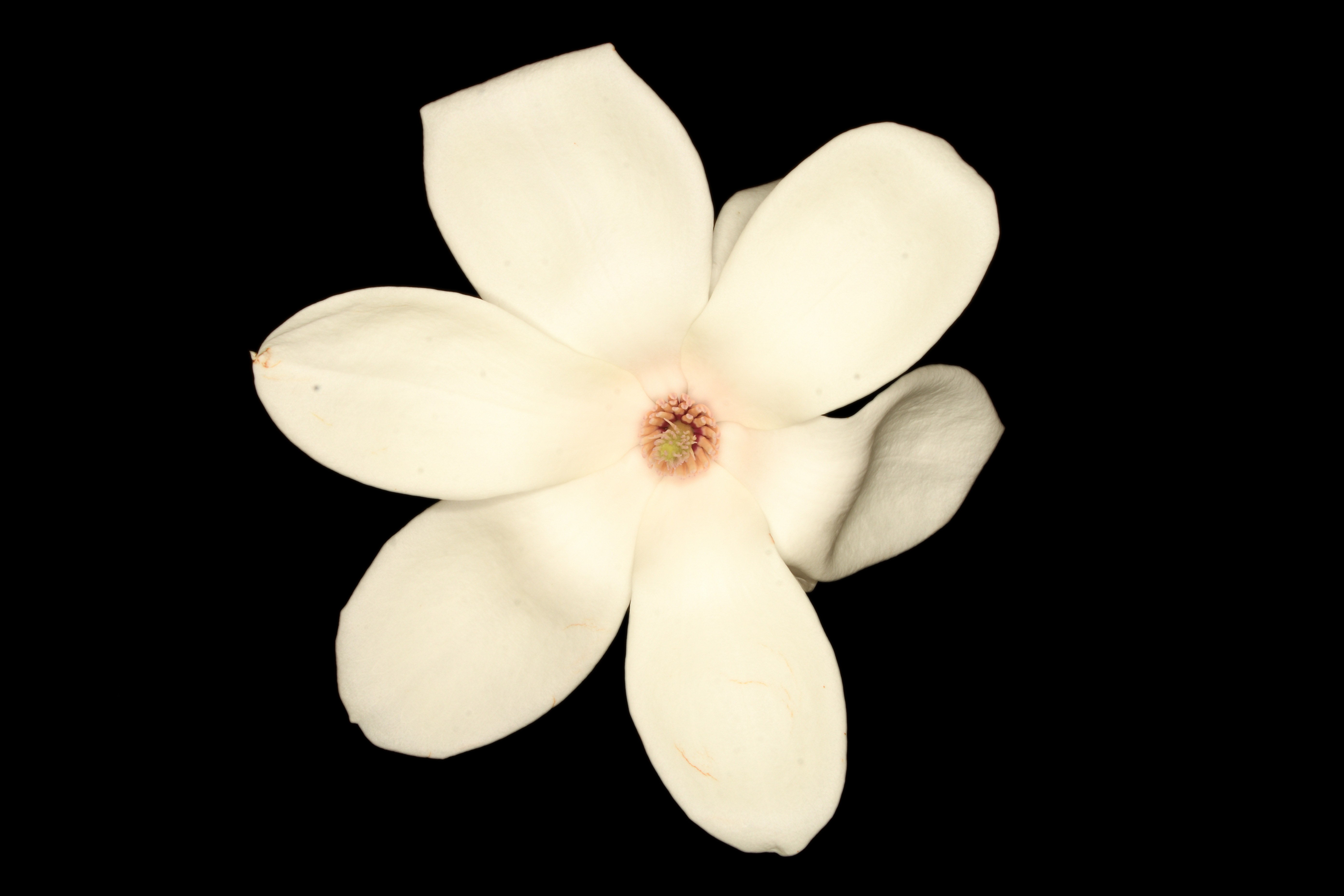 ハクモクレン | Magnolia denudata