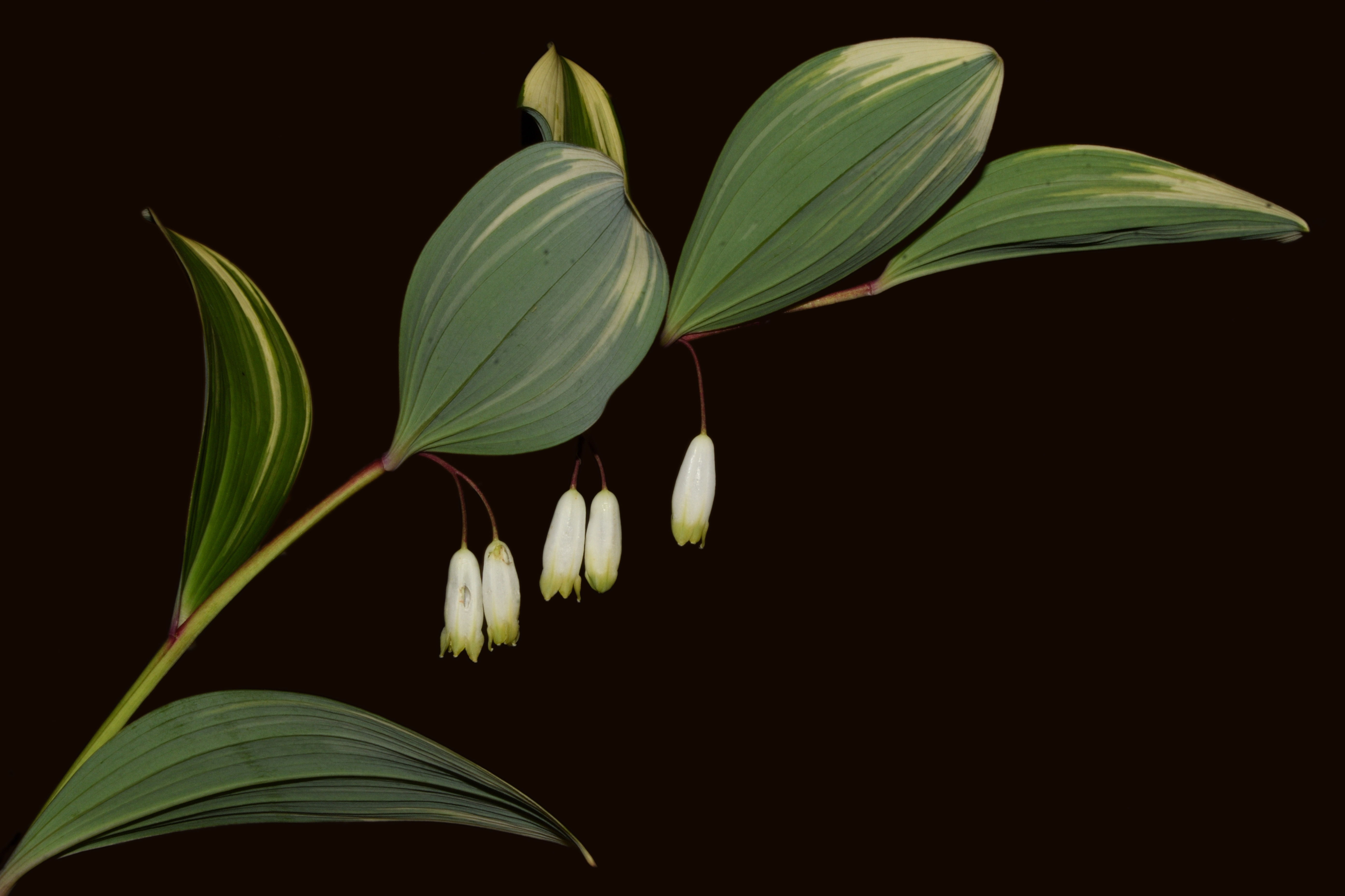 フイリアマドコロ | Polygonatum odoratum var. pluriflorum f. variegatum