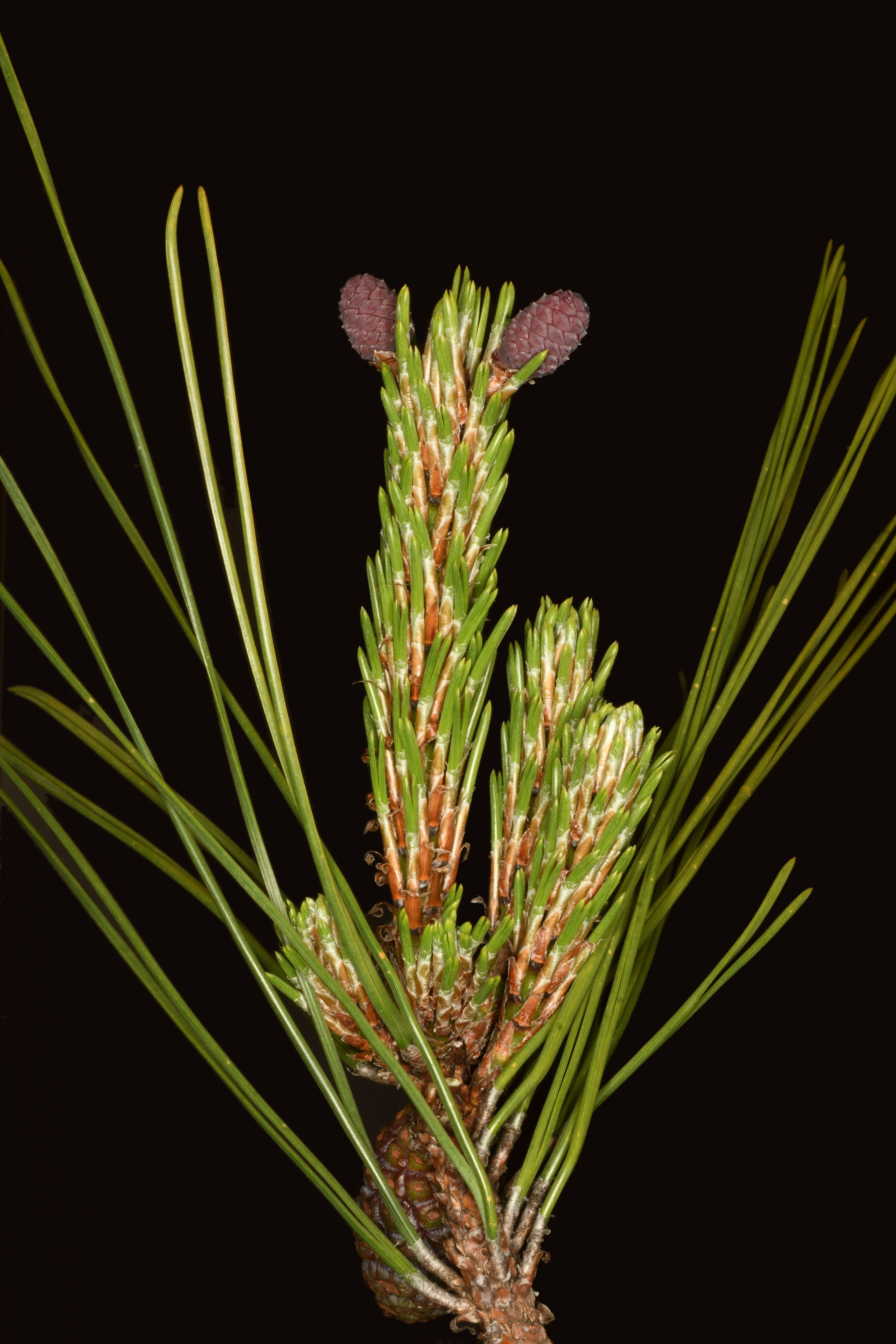 アカマツ | Pinus densiflora