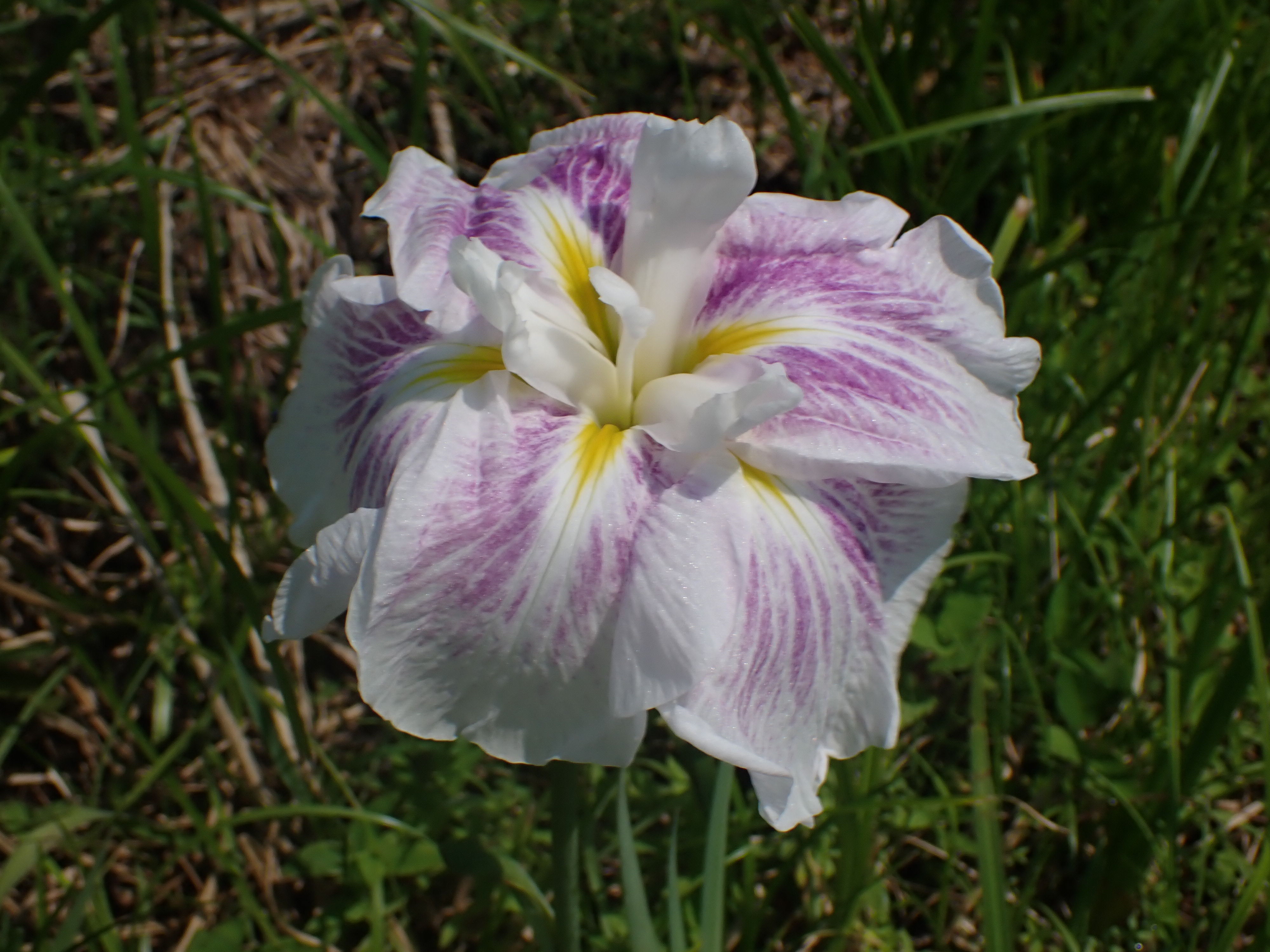 ハナショウブ | Iris ensata var. ensata