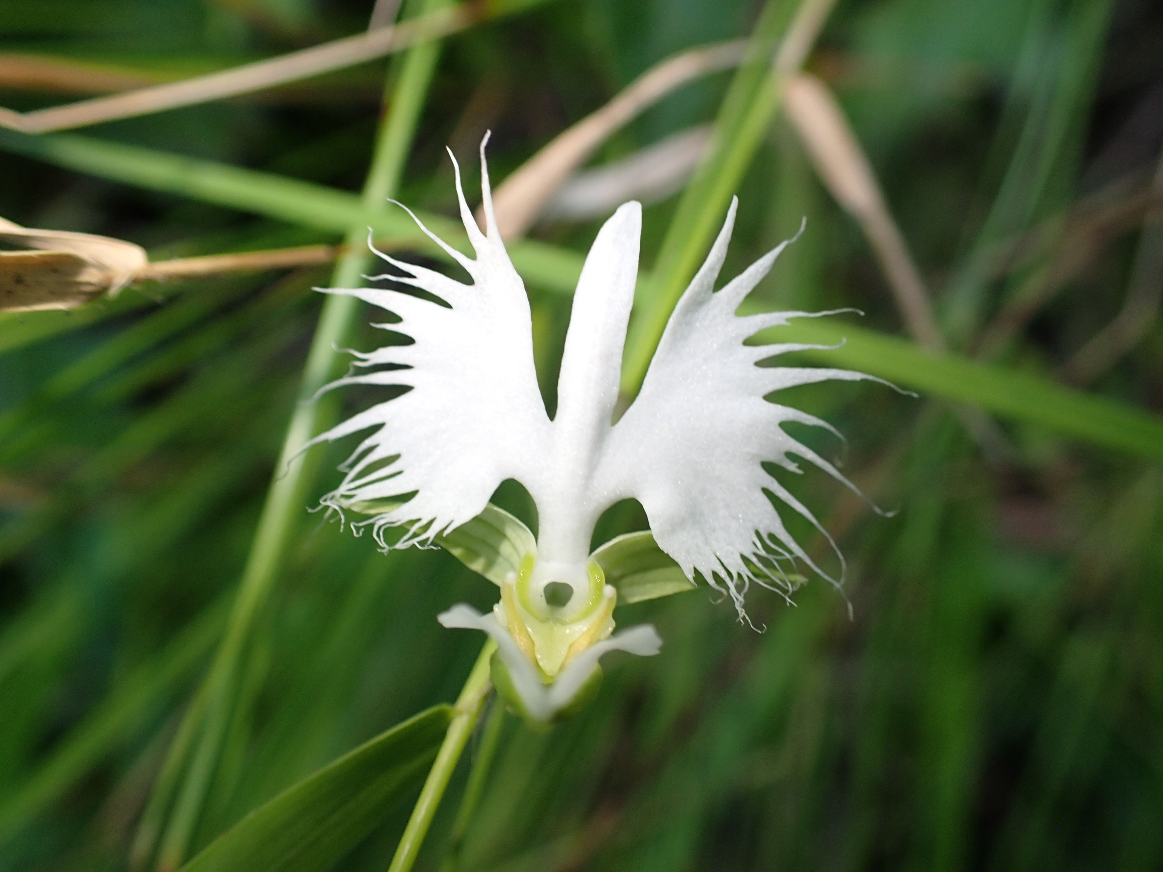 サギソウ | Pecteilis radiata