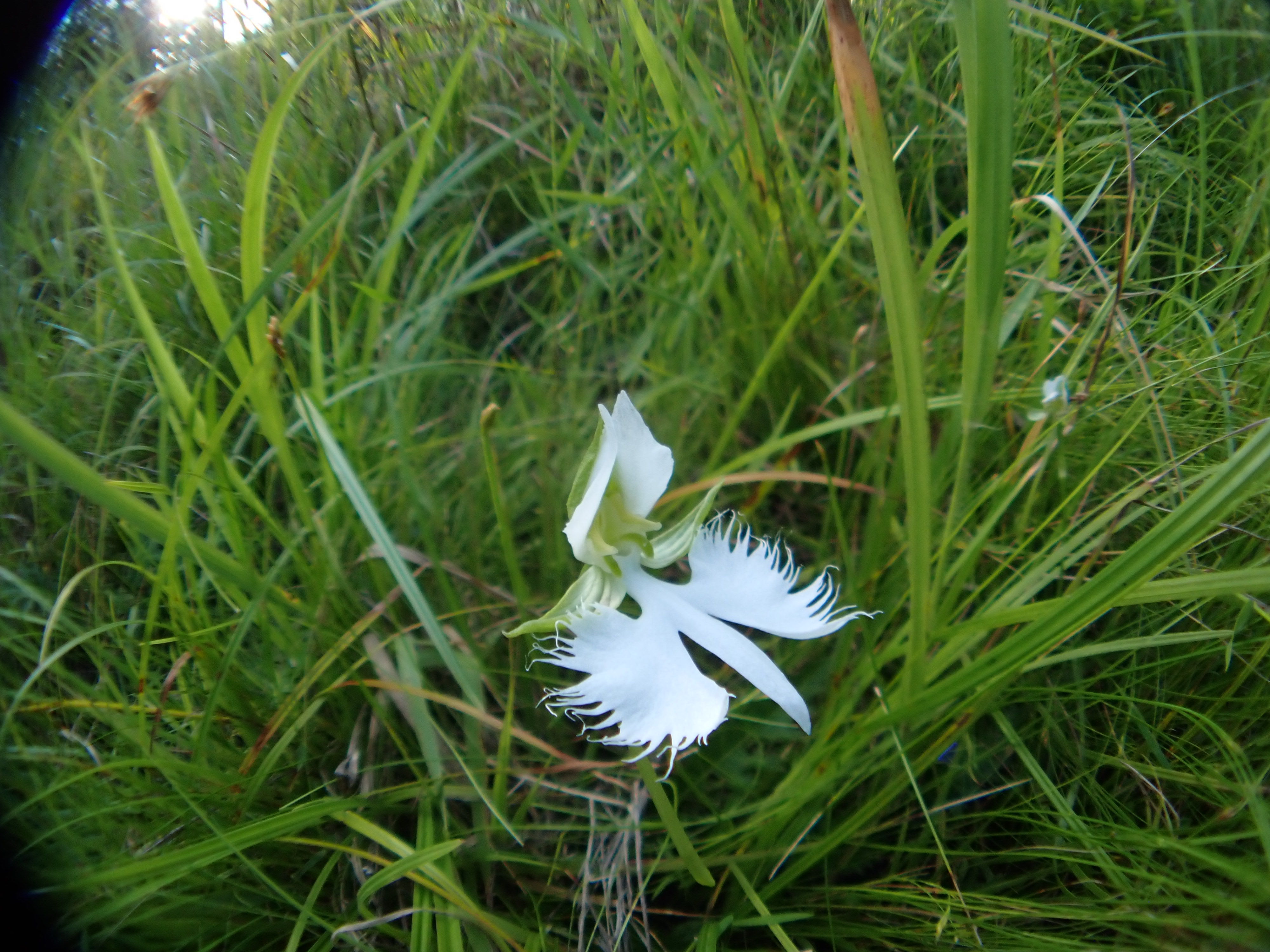 サギソウ | Pecteilis radiata